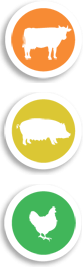 vache-porc-volaille